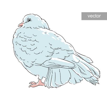 The dove of peace the white birdのイラスト素材