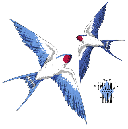 fly swallow bird in the sky realistic wingsの写真素材