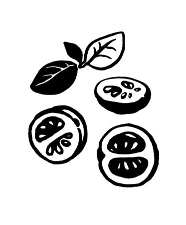 Tomato and Basil. Ink hand drawing. Food, vegetables and fruit isolated on white background. Book illustration, recipe, menu, magazine or journal article.の写真素材