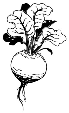 Beetroot. Ink hand drawing. Black and white. Food, vegetables and fruit isolated. Book illustration, recipe, menu, magazine or journal article.の写真素材