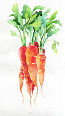 Carrot. Watercolor hand drawing. Food, vegetables and fruit isolated on white background. Book illustration, recipe, menu, magazine or journal article.の写真素材