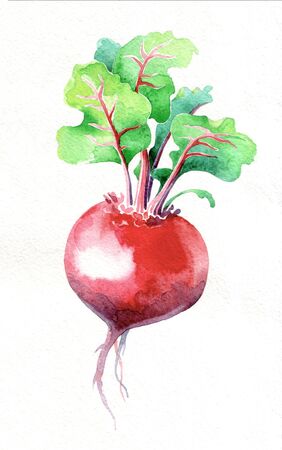 Beetroot. Watercolor hand drawing. Food, vegetables and fruit isolated on white background. Book illustration, recipe, menu, magazine or journal article.の写真素材