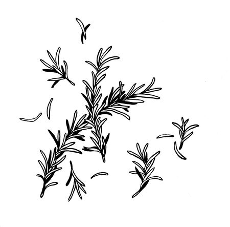 Rosemary green leaves. Ink hand drawing. Black and white. Food, vegetables and fruit isolated on white background. Book illustration, recipe, menu, magazine or journal article. Top view.の写真素材