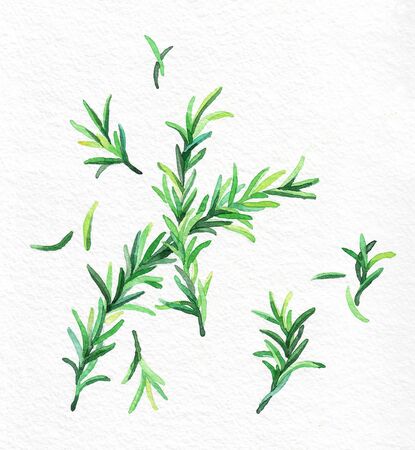 Rosemary green leaves. Watercolor hand drawing. Food, vegetables and fruit isolated on white background. Book illustration, recipe, menu, magazine or journal article. Top view.の写真素材
