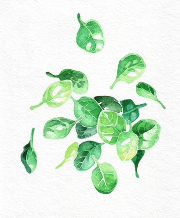 Spinach green leaves. Watercolor hand drawing. Food, vegetables and fruit isolated on white background. Book illustration, recipe, menu, magazine or journal article. Top view.の写真素材