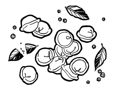 Dumplings . Bay leaf. Black pepper peas. Ink hand drawing. Food, vegetables and fruit isolated on white background. Book illustration, recipe, menu, magazine or journal article.の写真素材