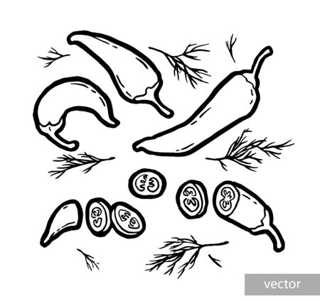 Hot red chili peppers. Ink hand drawing. Food, vegetables and fruit isolated on white background. Book illustration, recipe, menu, magazine or journal article.のイラスト素材