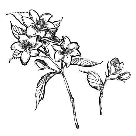 Watercolor pencil handdraw illustration. Garden jasmine sketch. Aromatic ripe summer dessert. Design element for label, poster, printの写真素材