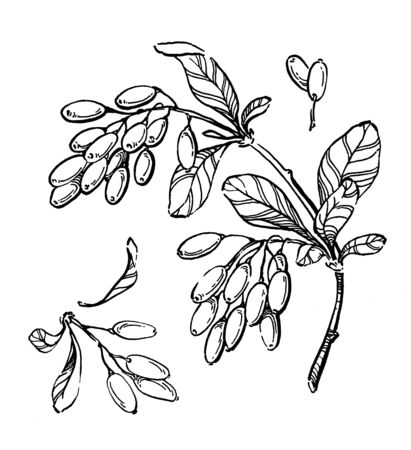 Barberry bush hand drawn illustration. Garden forest berry black and white sketch. Aromatic ripe summer dessert. Design element for label, poster, printの写真素材