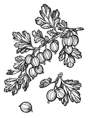 Gooseberry, gooseberry bush hand drawn illustration. Garden forest berry black and white sketch. Aromatic ripe summer dessert. Design element for label, poster, printの写真素材