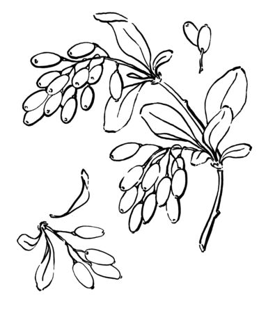 Barberry bush hand drawn illustration. Garden forest berry black and white sketch. Aromatic ripe summer dessert. Design element for label, poster, printの写真素材