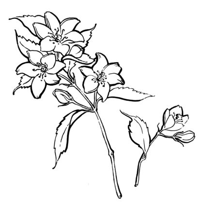 Watercolor pencil handdraw illustration. Garden jasmine sketch. Aromatic ripe summer dessert. Design element for label, poster, printの写真素材