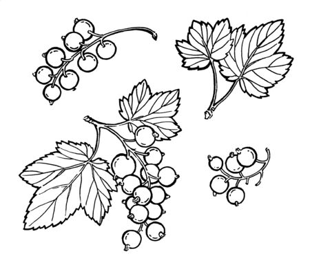Black currant hand drawn illustration. Garden berry black and white sketch. Aromatic ripe summer dessert. Juicy Ribes nigrum freehand pen branch. Design element for label, poster, printの写真素材