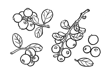 Cowberry, lingonberry, cranberry, bilberry, red bilberry, cranberries, whortleberry hand drawn illustration. Garden forest berry black and white sketch. Aromatic ripe summer dessert.の写真素材