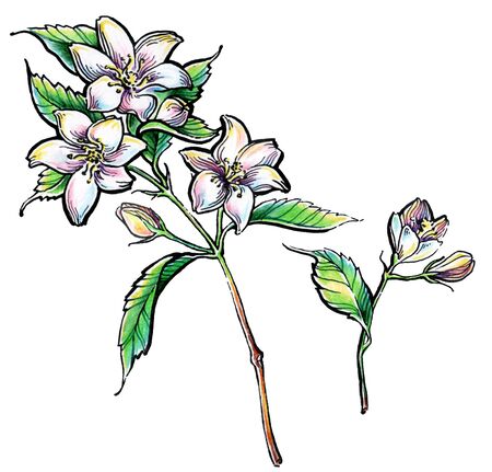Watercolor pencil handdraw illustration. Garden jasmine sketch. Aromatic ripe summer dessert. Design element for label, poster, printの写真素材