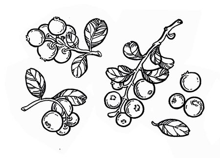 Cowberry, lingonberry, cranberry, bilberry, red bilberry, cranberries, whortleberry hand drawn illustration. Garden forest berry black and white sketch. Aromatic ripe summer dessert.の写真素材
