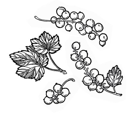 Red currant hand drawn illustration. Garden berry black and white sketch. Aromatic ripe summer dessert. Juicy Ribes nigrum freehand pen branch. Design element for label, poster, printの写真素材