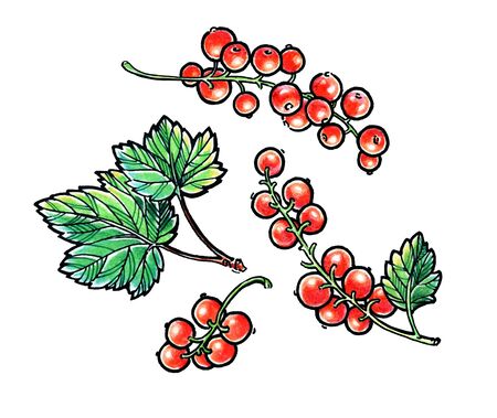 Red currant watercolor pencil hand draw illustration. Garden berry. Aromatic ripe summer dessert. Juicy Ribes nigrum freehand pen branch. Design element for label, poster, printの写真素材