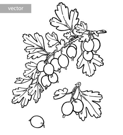 Gooseberry, gooseberry bush hand drawn illustration. Garden forest berry black and white sketch. Aromatic ripe summer dessert. Design element for label, poster, print. Vector.のイラスト素材