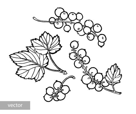 Red currant hand drawn illustration. Garden berry black and white sketch. Aromatic ripe summer dessert. Juicy Ribes nigrum freehand pen branch. Design element for label, poster, print. Vector.の写真素材