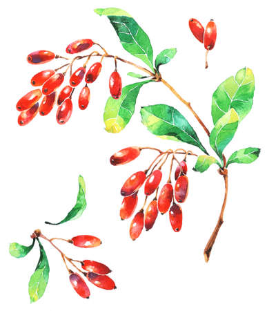 Watercolor handdraw. Barberry bush hand drawn illustration. Garden forest berry black and white sketch. Aromatic ripe summer dessert.の写真素材