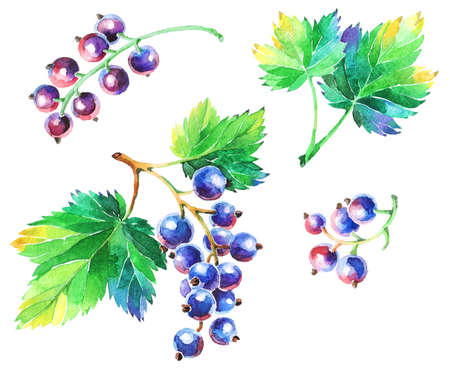 Watercolor handdraw. Black currant hand drawn illustration. Garden berry black and white sketch. Aromatic ripe summer dessert. Juicy Ribes nigrum freehand pen branch.の写真素材