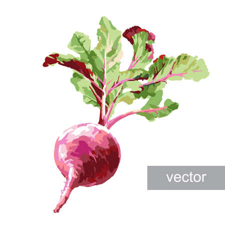 Vegetable set. Pepper, beetroot, tomato, eggplant, blob. Harvest and Thanksgiving fruit of nature, food collection for restaurants, menus, posters and grocery bags. Graphics and colorのイラスト素材