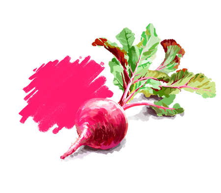 Vegetable set. Pepper, beetroot, tomato, eggplant, blob. Harvest and Thanksgiving fruit of nature, food collection for restaurants, menus, posters and grocery bags. Graphics and colorの写真素材