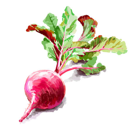 Vegetable set. Pepper, beetroot, tomato, eggplant, blob. Harvest and Thanksgiving fruit of nature, food collection for restaurants, menus, posters and grocery bags. Graphics and colorの写真素材