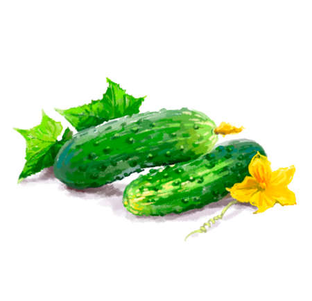 Vegetable set. Onion, radish, cucumber, blot. Harvest and Thanksgiving fruit of nature, food collection for restaurants, menus, posters and grocery bags. Graphics and colorの写真素材