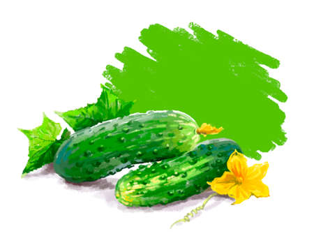 Vegetable set. Onion, radish, cucumber, blot. Harvest and Thanksgiving fruit of nature, food collection for restaurants, menus, posters and grocery bags. Graphics and colorの写真素材