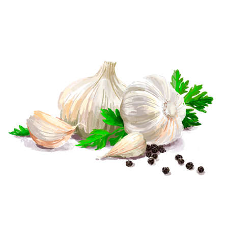 Vegetable set. Mushrooms, garlic, parsley, blob. Harvest and Thanksgiving fruit of nature, food collection for restaurants, menus, posters and grocery bags. Graphics and colorの写真素材