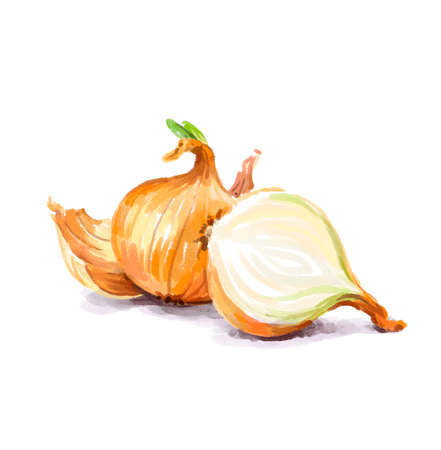 Vegetable set. Onion, radish, cucumber, blot. Harvest and Thanksgiving fruit of nature, food collection for restaurants, menus, posters and grocery bags. Graphics and colorの写真素材