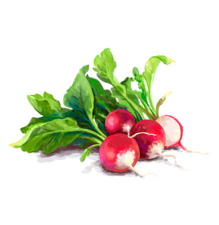 Vegetable set. Onion, radish, cucumber, blot. Harvest and Thanksgiving fruit of nature, food collection for restaurants, menus, posters and grocery bags. Graphics and colorの写真素材