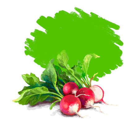 Vegetable set. Onion, radish, cucumber, blot. Harvest and Thanksgiving fruit of nature, food collection for restaurants, menus, posters and grocery bags. Graphics and colorの写真素材