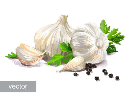 Vegetable set. Mushrooms, garlic, parsley, blob. Harvest and Thanksgiving fruit of nature, food collection for restaurants, menus, posters and grocery bags. Graphics and colorのイラスト素材