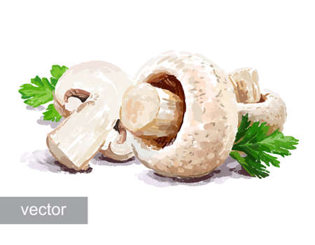 Vegetable set. Mushrooms, garlic, parsley, blob. Harvest and Thanksgiving fruit of nature, food collection for restaurants, menus, posters and grocery bags. Graphics and colorのイラスト素材