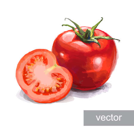 Vegetable set. Pepper, beetroot, tomato, eggplant, blob. Harvest and Thanksgiving fruit of nature, food collection for restaurants, menus, posters and grocery bags. Graphics and colorのイラスト素材