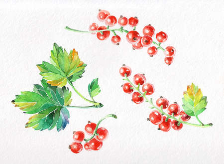 Watercolor handdraw. Black currant hand drawn illustration. Garden berry black and white sketch. Aromatic ripe summer dessert. Juicy Ribes nigrum freehand pen branch.の写真素材