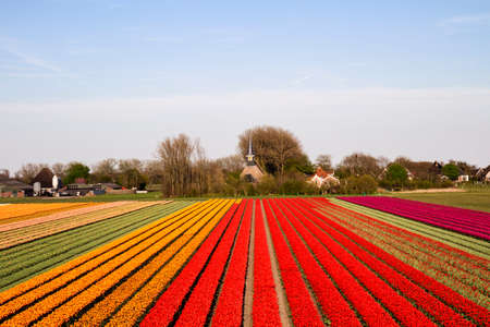 Tulip field during spring in The Netherlandsの写真素材