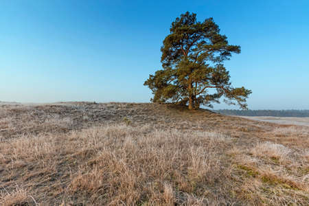 Mighty Pine Tree At Veluwe In Winterの写真素材