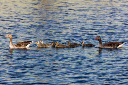 Swimming Duck Familyの写真素材