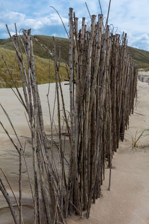 Reed In The Dutch Dunesの写真素材