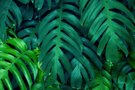 Dark green leaf background. tropical dark green leaf, abstract green texture, nature background for wallpaperの写真素材