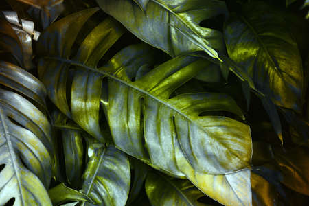 Dark green leaf background. tropical dark green leaf, abstract green texture, nature background for wallpaperの写真素材