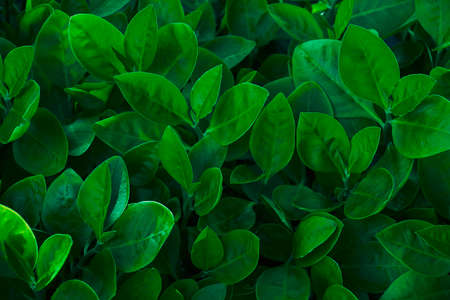 Natural dark green leaves, small green leaves. Abstract green texture, natural background for wallpaperの写真素材