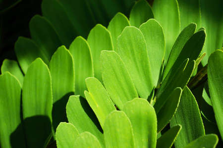 Natural dark green leaves, long slender green leaves. Abstract green texture, natural background for wallpaperの写真素材