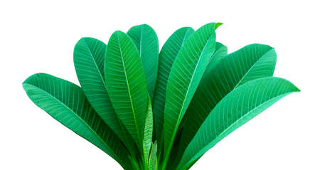 abstract dark green leaf texture, white background, tropical leafの写真素材