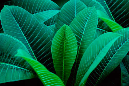 Dark green leaf background. tropical dark green leaf, abstract green texture, nature background for wallpaperの写真素材