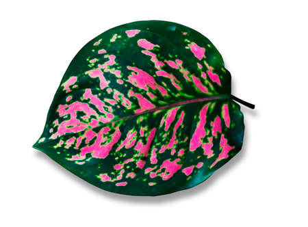 Colorful leaves with natural patterns on the leaves.の写真素材